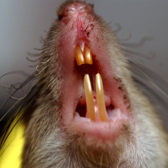 Дератизация крыс в Керчи?